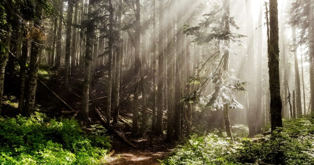 Raios de sol atravessando uma floresta densa, imagem que evoca a quietude associada à regulação do sistema nervoso parassimpático