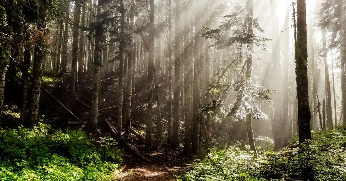 Raios de sol atravessando uma floresta densa, imagem que evoca a quietude associada à regulação do sistema nervoso parassimpático